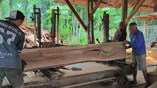Terrifying Fear While Sawing Black Teak Wood at the Sawmill
