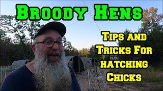 My Experience: Tips and Tricks Letting Broody Hens Hatch Baby Chicks | chickens homestead Arkansas