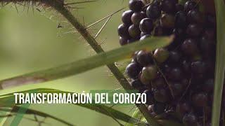 Transformación del COROZO - TvAgro por Juan Gonzalo Angel Restrepo