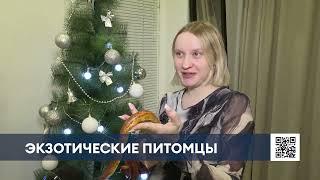 Змеи на любой вкус: нижнекамцы готовятся встретить Новый год со своими питомцами