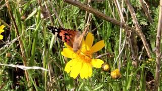 Vanessa cardui - Cyprus