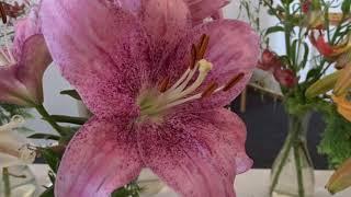 Lilium var. Pink Brush