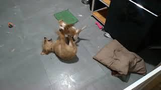 Puppers puppers puppers