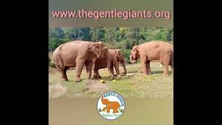 Elephant Highlands - Gentle Giants Stay Home Project