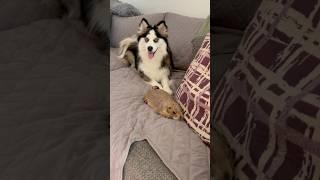 Naughty Penelope wants Poppy’s little unicorn house  #prairiedog #pomsky