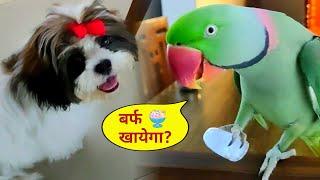 Parrot Pablo Aur Chapo Puppy ne liya GARMI me - बर्फ का मजा 