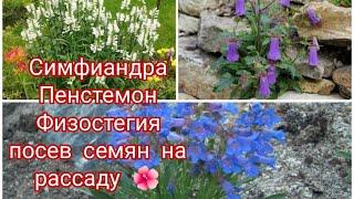 СИМФИАНДРА, ПЕНСТЕМОН, ФИЗОСТЕГИЯ, ПОСЕВ СЕМЯН НА РАССАДУ.   ПОСЕВ МНОГОЛЕТНИХ ЦВЕТОВ 