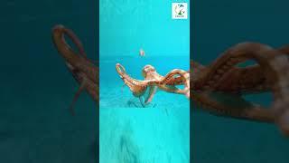 Octopus SWIMMING In The Ocean #shorts #wildlife #wild #octopus #ocean #animals #nature #sea