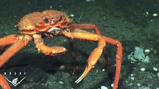 Deep Sea Crab Snaps At Methane Bubbles