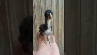 #aseel #birds #aseel chick #viral