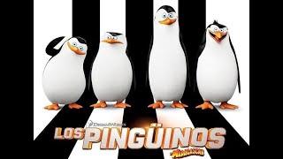 LOS PINGUINOS COSTEÑOS DE MADAGASCAR