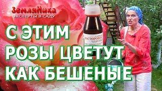 Розы будут цвести всё лето если подкормить их супер средством. Касторовое масло для роз.