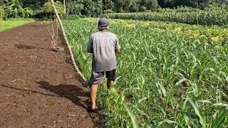 Village Farmer’s Secret Manual Corn Fertilizing Trick Nobody Knows! - Agriculture Farming