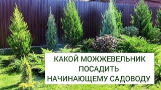 КАКОЙ МОЖЖЕВЕЛЬНИК ПОСАДИТЬ НАЧИНАЮЩЕМУ САДОВОДУ. 22.09.2024г. БЕЛАРУСЬ, ГОМЕЛЬСКАЯ ОБЛАСТЬ