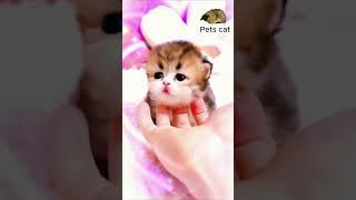 I like cat pet. #shortvideo #cat #shorts #tiktok #instagram #short