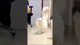 cute tail Masha Allah beautiful adorable cat