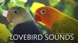 Lovebirds Chirping, Lovebirds Singing - Two Agapornis Fischeri - Blue and Pastel Green