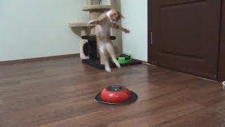 Kitten fights with cleaning robot