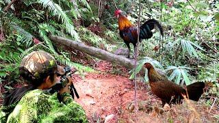 GILAA 1HARI FULL‼️BERBURU GEROMBOLAN AYAM HUTAN DAN SI PERUSAK KEBUN DAN BUAH