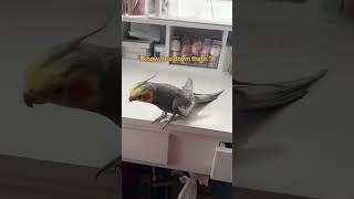 Don’t underestimate a bird’s brain! #cockatiel #bird #parrot