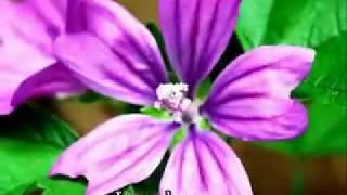WANT TO BE WITH YOU (Sunday School Hla)