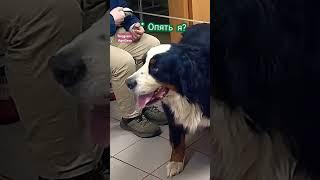 Полное видео уже на канале  #юмор #собака #озвучкаживотных #милота #животные