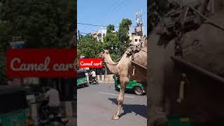 Camel cart #beast of burden #shipofthedesert #uunt #camel #untchala #domesticanimals #evs #cbse #kv