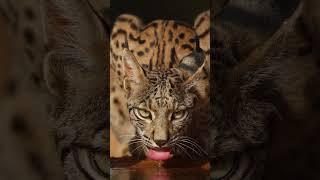 The rarest cats in the world, the Iberian lynx photographed by wildlife photographer Julian