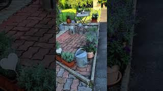 Cottage garden views #cottagegarden #garden #vintagegarden #gardening