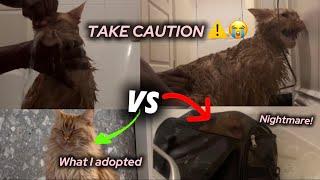 Why My Maine Coon Adoption Turned Into Regret! A Cautionary Tale!