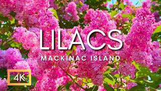 World Famous Island of Lilacs! | Unbelievable Lilac Trees | Relaxing Garden Tour & Peaceful Music