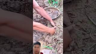 Digging in a mud hole with lots of fish underneath, it was amazing.#fishing #shortvideo #funny #new