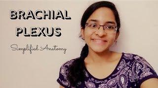 BRACHIAL PLEXUS | ANATOMY | SIMPLIFIED 