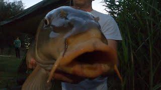 Июльский карп, флэтфидер (flatfeeder carp)