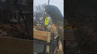 Dropping A Huge Maple Log Directly Into The Trailer! #treework #treecutting