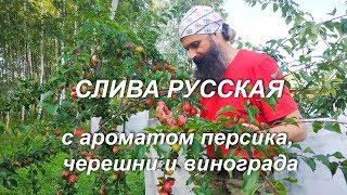 Слива Русская