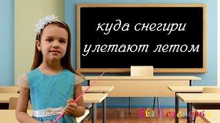 ЕваПочемучка -  куда снегири улетают летом?