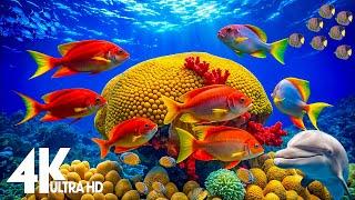 Aquarium 4k VIDEO (ULTRA HD)  - Captivating Moments with Beautiful Coral Reef Fish - Relaxing music