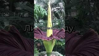 ЦВЕТОК С САМЫМ УЖАСНЫМ ЗАПАХОМ