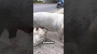 Testimony of Immense Motherly Love #puppies #rescuedog #straydog