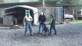 Schilling Law Dog's Training by Ken Schilling