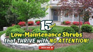 15 Best LOW-MAINTENANCE SHRUBS that THRIVE with NO ATTENTION!  // Gardening Ideas