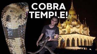 COBRA EATS EGGS AT SNAKE TEMPLE