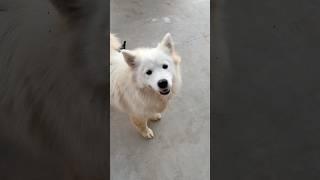 Cute dog #lulu #animals #animal #dog #pets #cutepets #drawing #shorts #short #cute dog