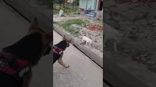 Dangerous dog attack on cat ‍ | Duke the GSD | #shorts #dog #cat #trending