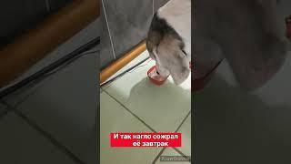 Как могут уживаться кисуля и песик #бигль #кошка #собака #животные #смешныевидео