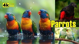 Vibrant Parrots in the Wild | Relaxing Bird Calls & Soothing Music for Stress Relief