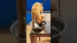 DOG comedy video #dog #funny #comedy #mezick #dog #facts #viral #shorts