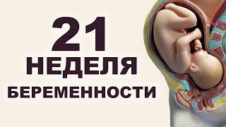 Что происходит с мамой и ребёнком на 21 неделе беременности? 5 месяц беременности. Второй триместр.