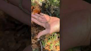 I found a gold bracelet inside a rotten tree. #treasure #coin #treasuresearch